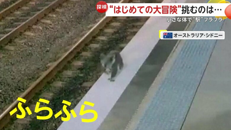 電車を待つ間にホーム間際の白線をフラフラとしていたコアラ