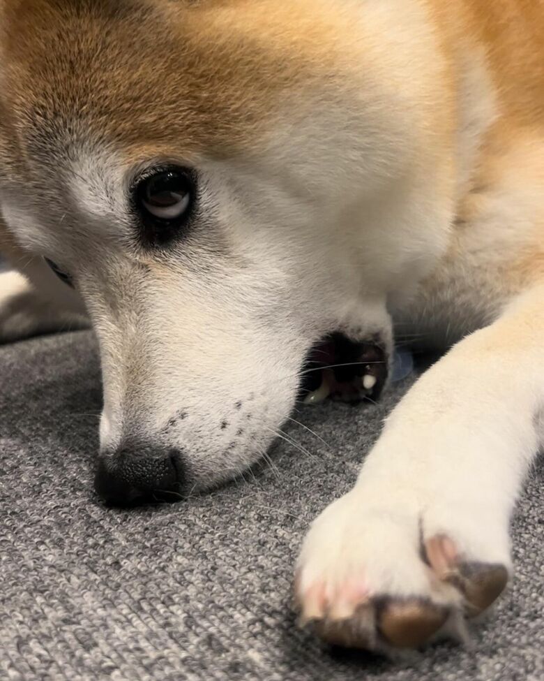 提供：柴犬 sasuke_紗助さん