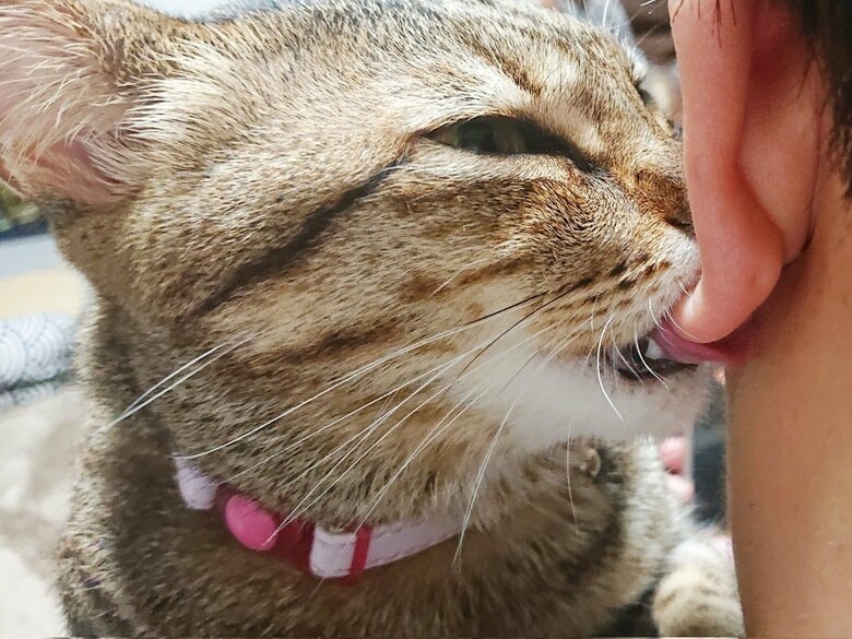 お父さんの耳たぶを吸って甘えている時の表情
