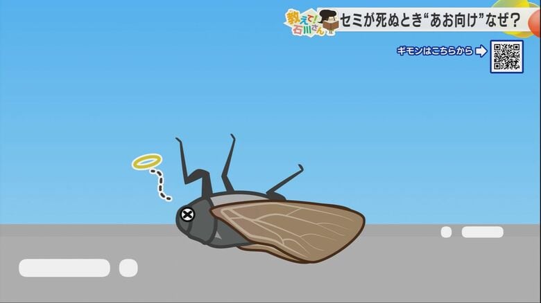 体を起こすことができず、仰向けで死んでしまうセミ