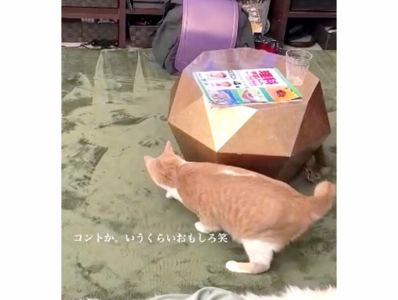 提供：たーにゃ。さん