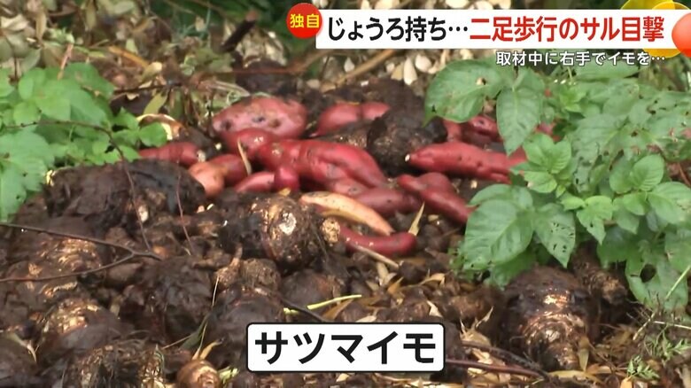 サルが漁っていた茂みに捨てられていたサツマイモ