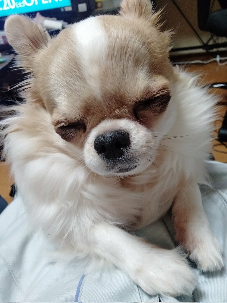 飼い主の上でこっくりこっくり