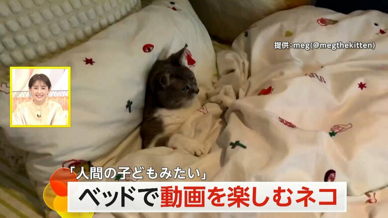 都内で目撃されたベッドに座り動画サイトに釘付けのネコ