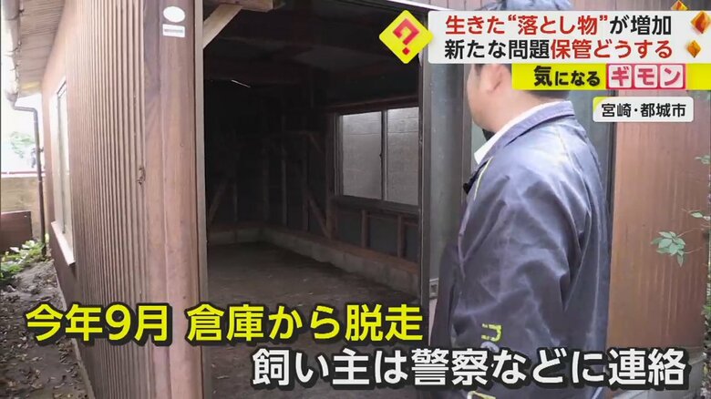 2頭のマイクロブタが脱走したという倉庫