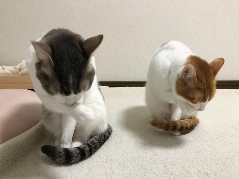 同じポーズでペロペロ