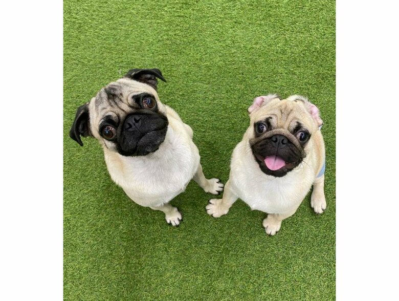 左：“兄”たまごくん　右：“弟”おもちくん（提供：たまごandおもちさん）