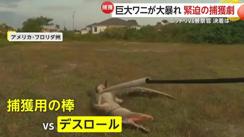 ぐるぐる回転する巨大なワニ（Cape Coral Police Department）