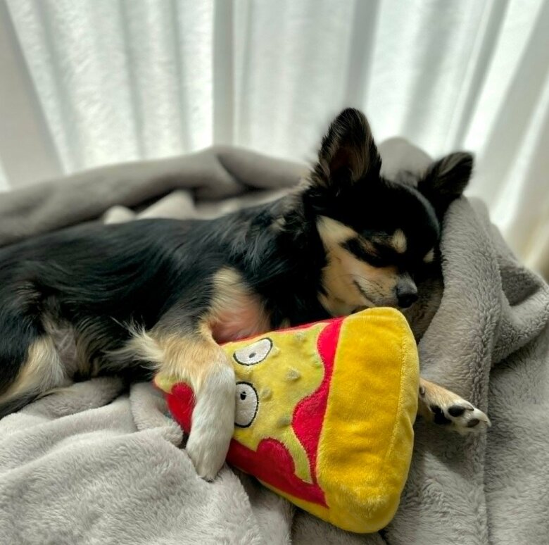 お気に入りのピザ型のおもちゃを抱くごまじろーくん（提供：チワワのごまじろーさん）