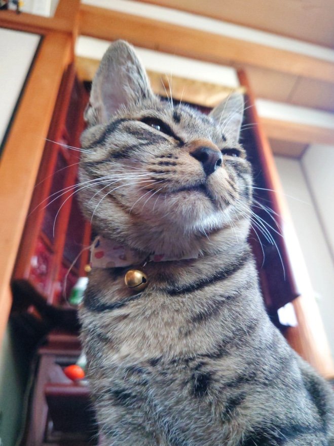 提供：アメチカンのもなさん