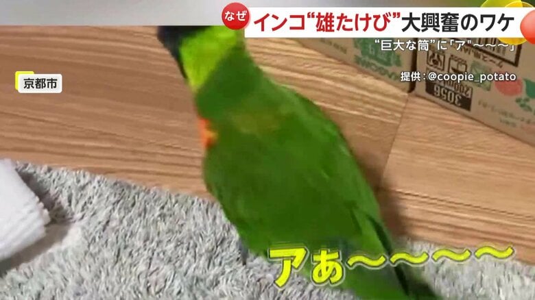 筒から出たあとも大興奮のクーピーくん