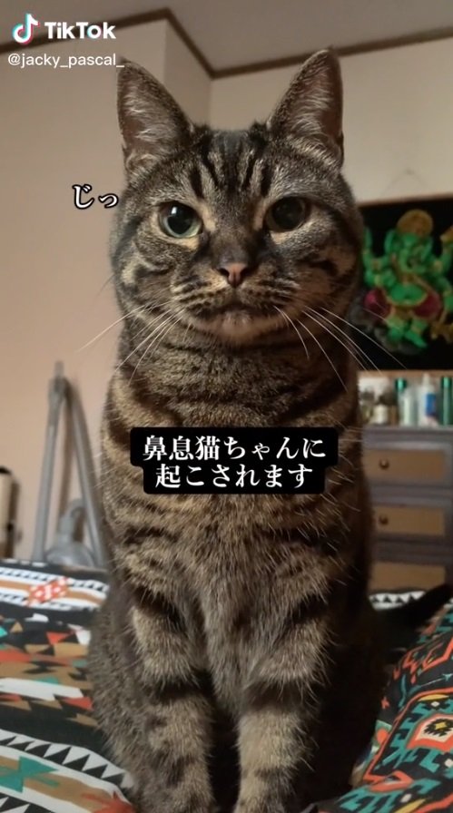 じっと見つめるにゃん助さん