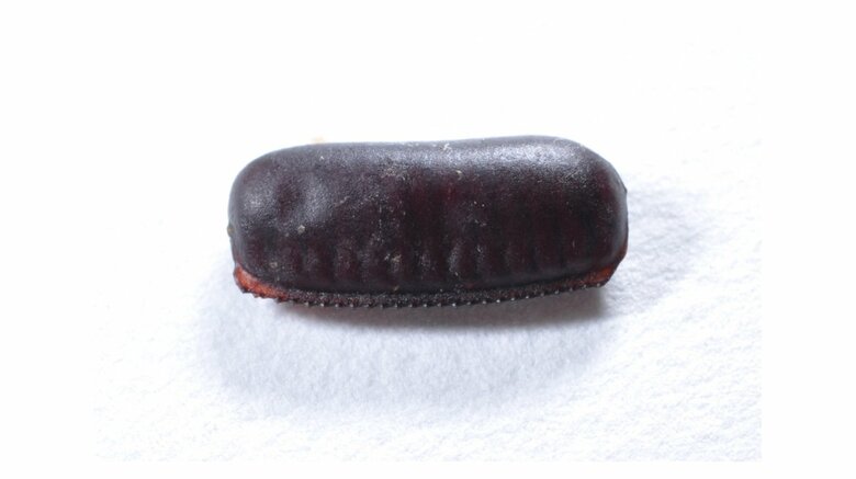 ゴキブリの「卵鞘（らんしょう）」。殻の中にはたくさんの卵が詰まっている（画像提供：アース製薬）