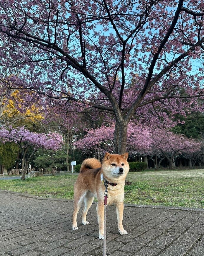 提供：Nerushibaさん