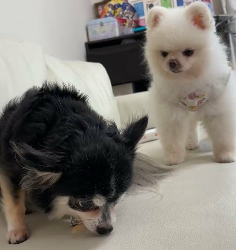 ちっぷちゃんのおやつを狙う、しんくん