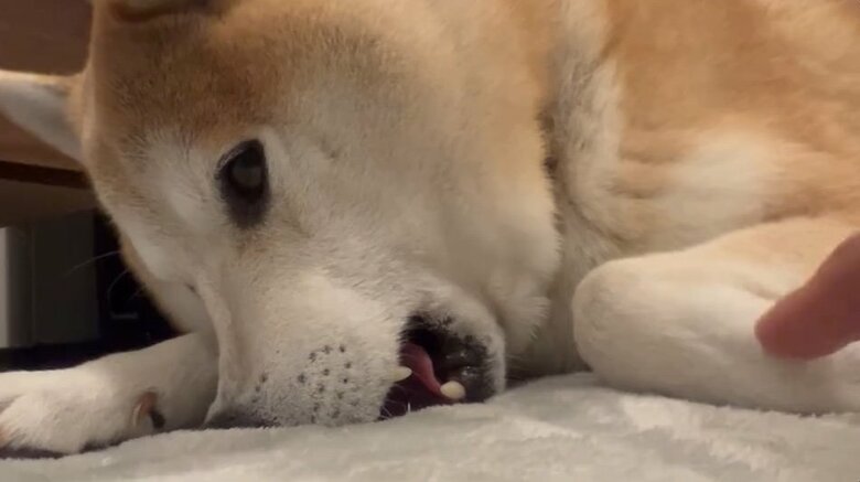 提供：柴犬 sasuke_紗助さん