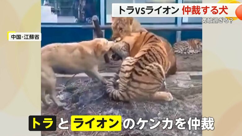（スペクター・コミュニケーションズ）