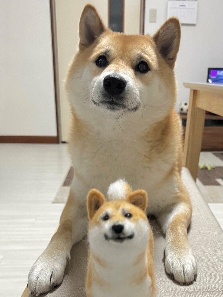 ふう太くん　小さい柴と一緒に