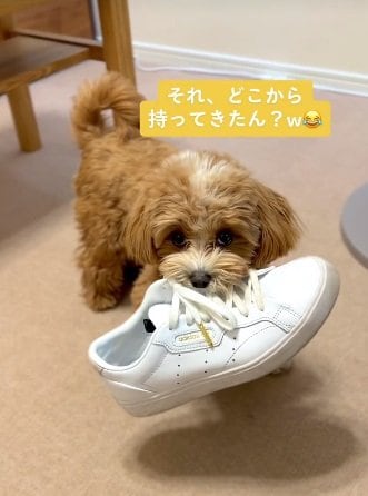 たまにはこんな大きいものを持ってきちゃうことも？
