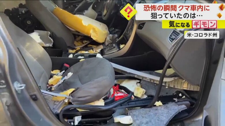 クマに荒らされ、グチャグチャな車内（CPW NE Region）