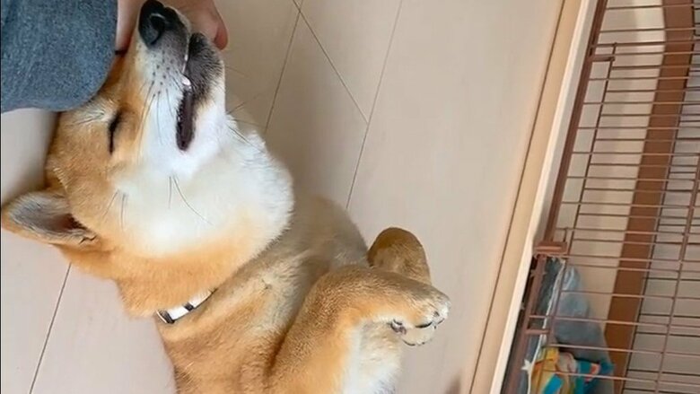 パパさんのそばで寝るまめ助くん