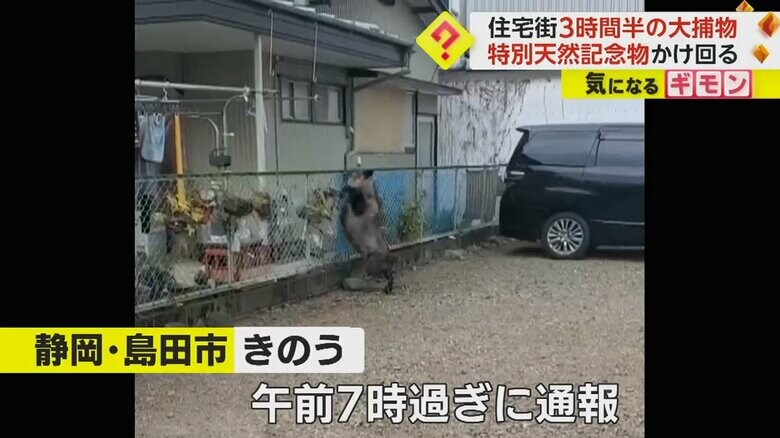 駐車場のフェンスを飛び越えようとするニホンカモシカ
