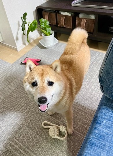 おもちゃを持ってきて遊び待ちのこじろうくん