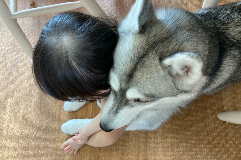 飼い主さんの子どもにとても優しいという