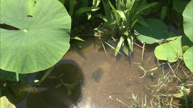 池の底には大きな穴も