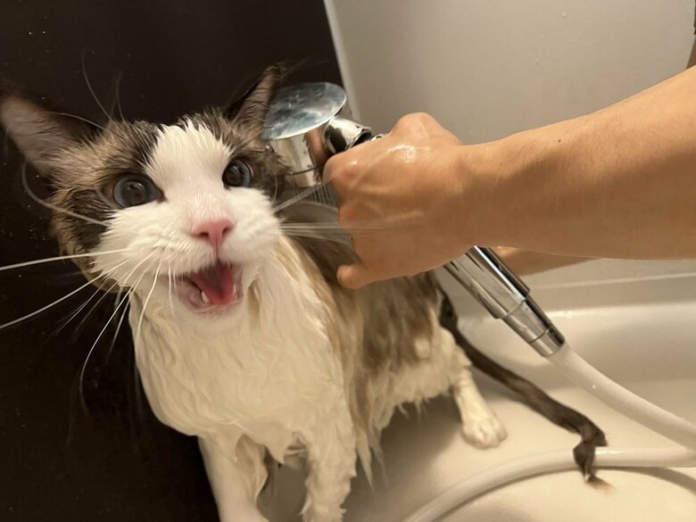 「出せ出せ」と鳴くとろろくん