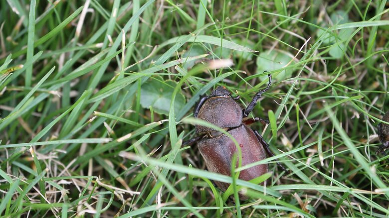 草むらなどに隠れているという（画像はイメージ）