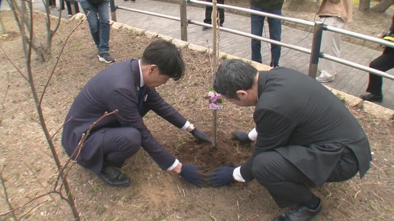 めぐみさんの同級生が桜を植樹