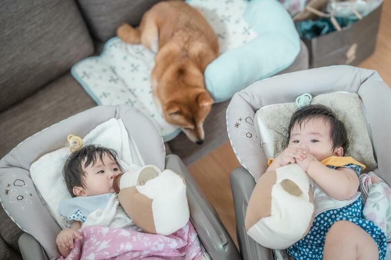 左からゆーちゃん、むぎちゃん、まーちゃん（提供：柴犬　むぎさん）