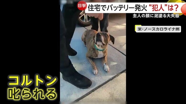 消防署員から“お叱り”を受けることとなった「コルトン」