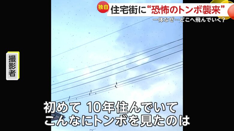 「初めて。10年住んでいて、こんなにトンボを見たのは」と語っている撮影者