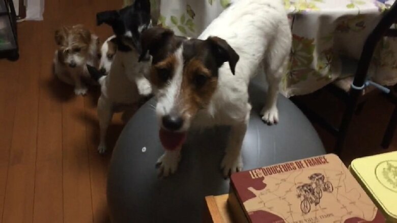 2020年5月に初めて乗った日　ボールを支えてくれる他の犬の姿も