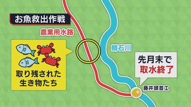 農業用水路から取り残された生き物を川へ
