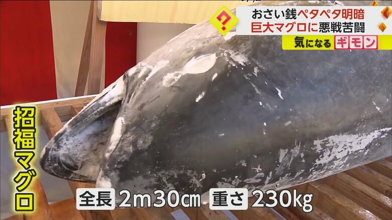 全長2.3m、重さ230kgの招福マグロ