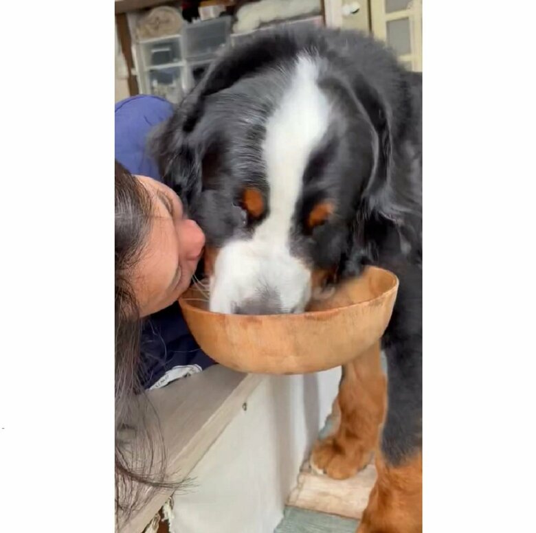 ごはんを食べる八兵衛くん