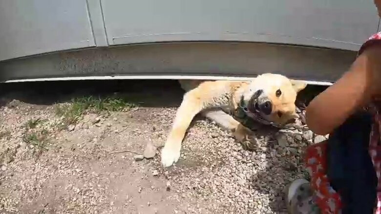 かくれんぼ？山陰柴犬の小松