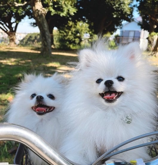 わくわく顔の2匹