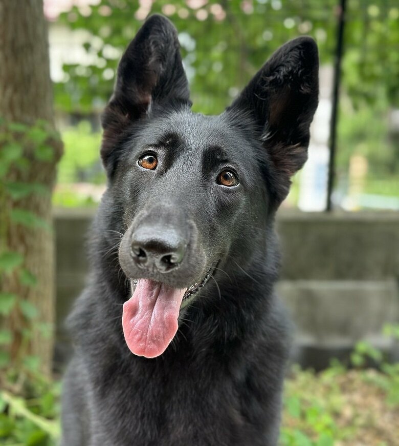 目をキラキラさせているひじきちゃん