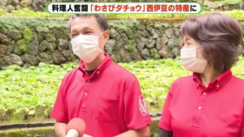 ワサビ生産者「廃棄部分の再利用はうれしい」