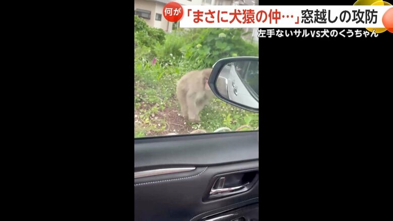 左手のないサルが口を大きく開け、威嚇するように窓へと飛びかかる一部始終①