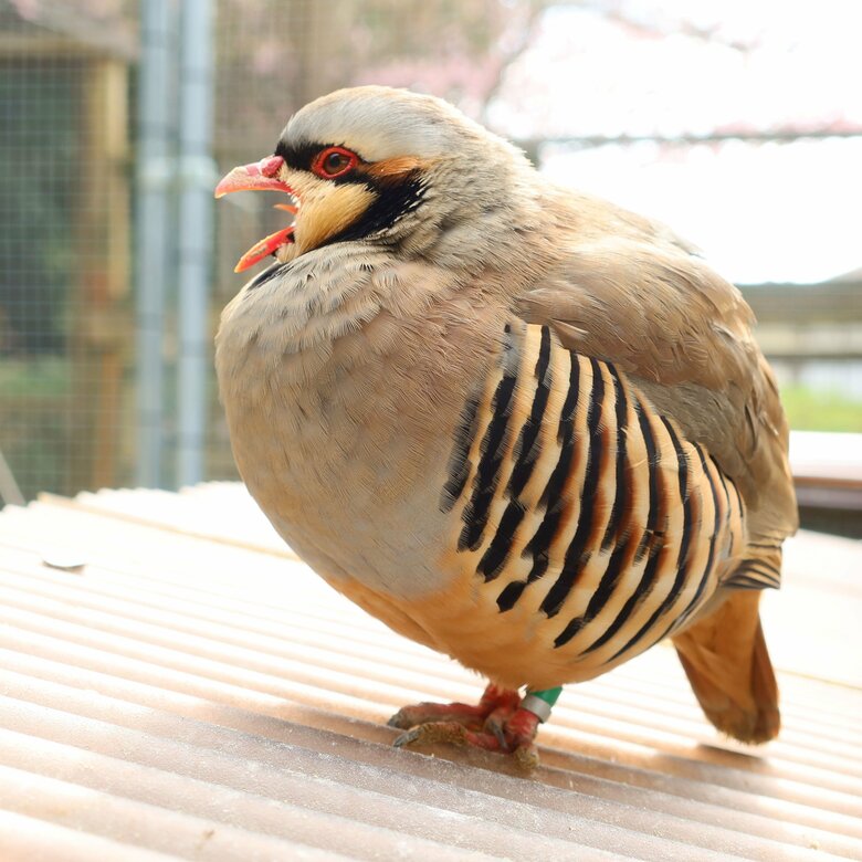 あくび中