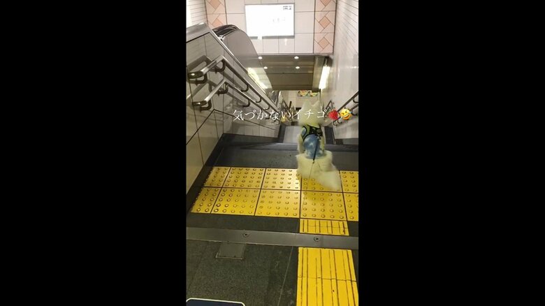 いちごくんはまだお父さんの存在に気付いていない