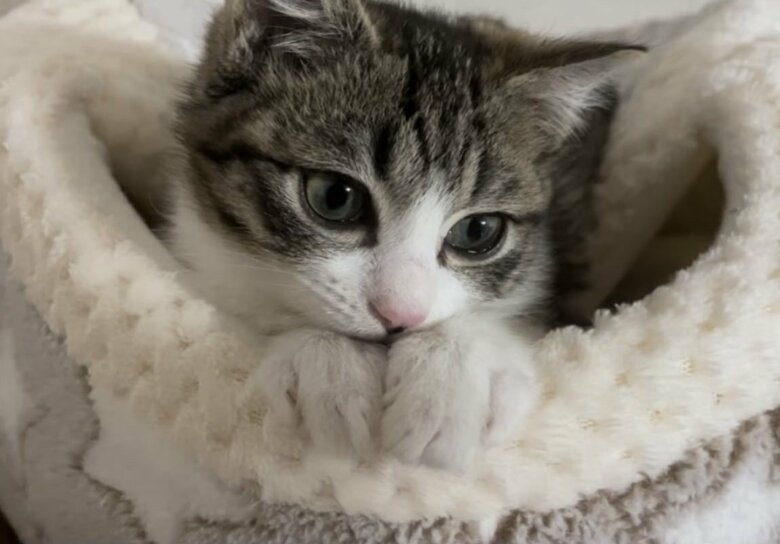 子猫時代のつくしくん