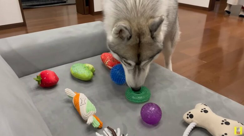 おもちゃを品定めするもんちゃん