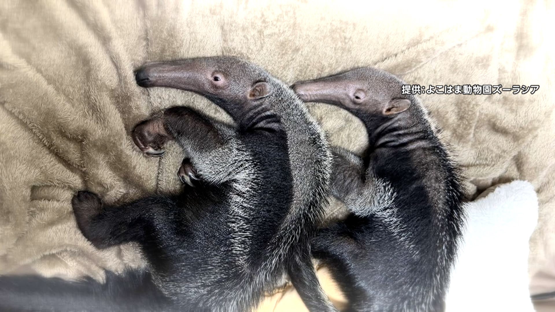国内初！双子のオオアリクイ赤ちゃん誕生 飼育員が親代わりで緊張感も 