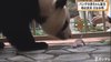 赤ちゃんパンダが生まれる　父親の“永明”はまた記録を更新
